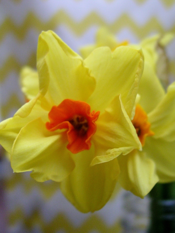 Macro daffodils